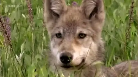 BBC Natural World - Wolf Pack (2004)