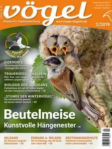 Vögel - Februar 2019