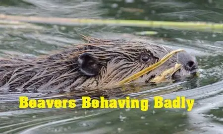 BBC - Natural World: Beavers Behaving Badly (2014)