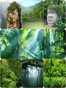 Stock Photos: Jungles