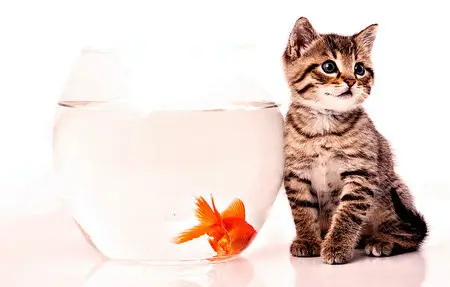 Wallpapers Cats (part-04)