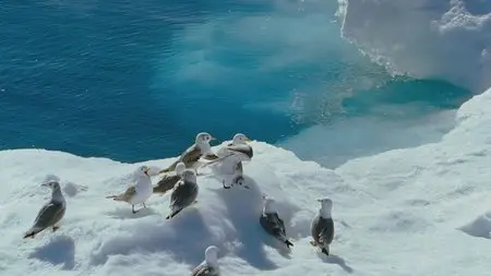 IMAX. To the Arctic / IMAX. Арктика (2012) 