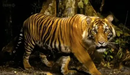 BBC Natural World - Tiger Island (2012)