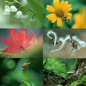 Small Natural Scenes