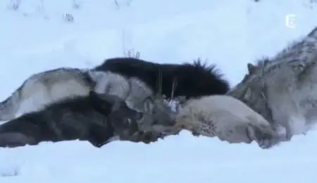 (Fr5) Le loup noir de Yellowstone (2011)