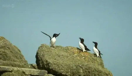 BBC Springwatch - Guide to Sea Birds (2012)