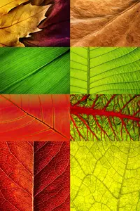 Leaf Texture