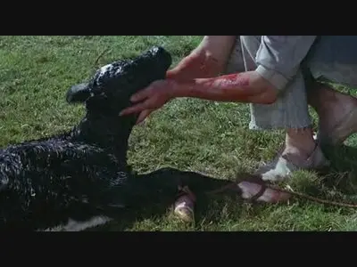 Vacas (1992)