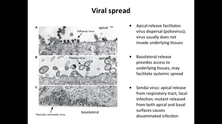 Coursera - Virology II: How Viruses Cause Disease