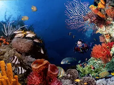 PADI - Wreck SCUBA Diving