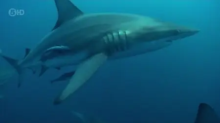 CH5 Nature Shock - The Blacktip Shark Mystery (2013)