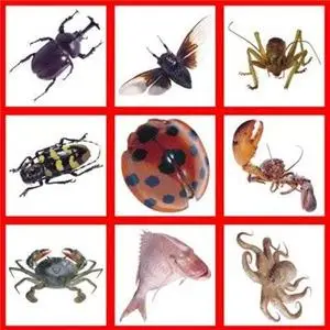 Datacraft Sozaijiten Imagemore 1000 Vol 3 - Lifestyle (Insects)