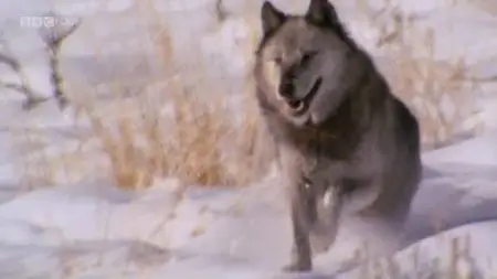 BBC Natural World - Wolf Pack (2004)