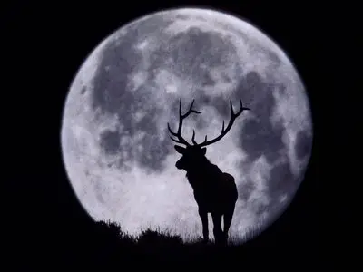Wallpapers - Animals(pack 2)