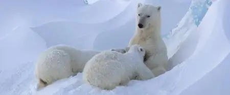 Polar Bear (2022)