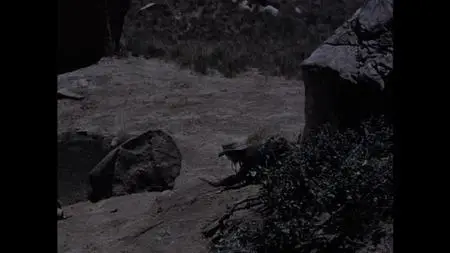 Ambush at Tomahawk Gap (1953)