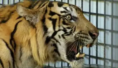 BBC Natural World - Tiger Island (2012)