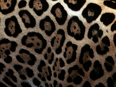 Jungle Cat (1960)