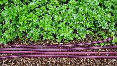 Advanced Drip Irrigation - Field Installations