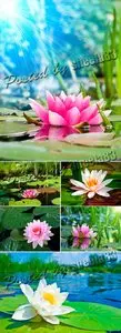 Stock Photo - Water Lily