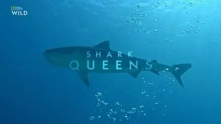 NG. - Shark Queens (2022)