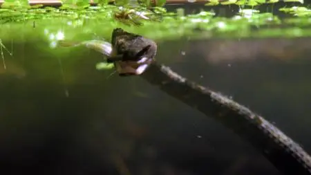Absurd Planet S01E01