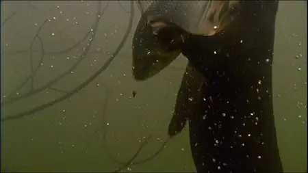 Mythos Amazonas/Amazon Alive (2010)