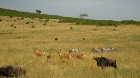 BBC - Equator from the Air: Africa (2019)