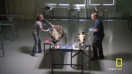 National Geographic - Jurassic CSI: Ultimate Dino Secrets Special (2010)