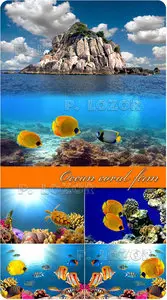 Ocean coral reef