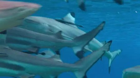 Tiny World S02E05