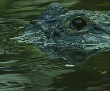 Прирожденные охотники. Диск 3