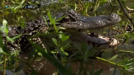 Ultimate Survival (Man vs Wild) Deep South (2008)