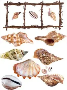 Shellfish, shell - transparent background
