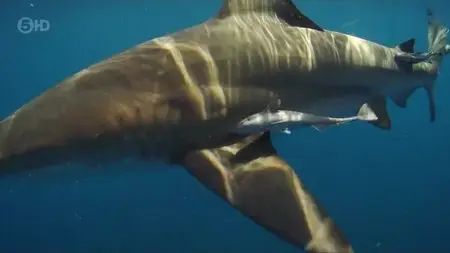 CH5 Nature Shock - The Blacktip Shark Mystery (2013)