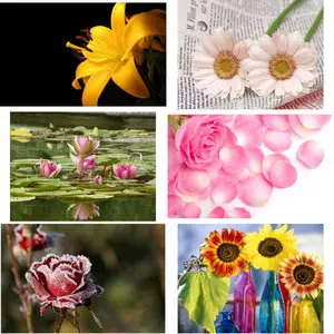 Wallpapers Flowers. Set 7