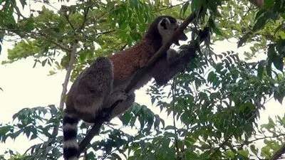 Madagascar (2013)