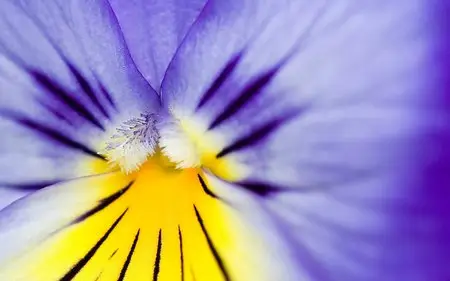 Beautiful pictures of the nature