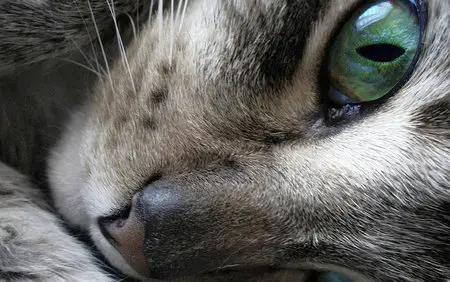 Wallpapers Cats (part-04)