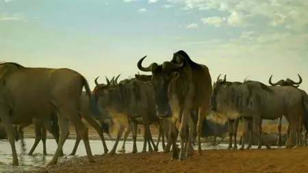 Serengeti (2019) [Complete Season 1]