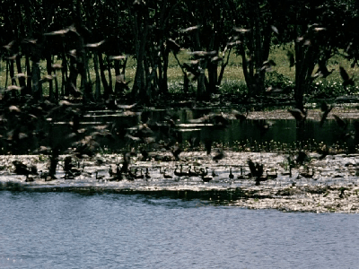 Jungle Cat (1960)