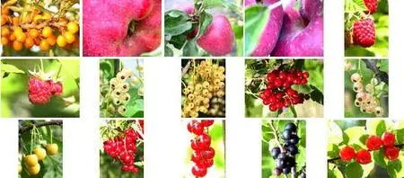 Spotty Vol. 10 - Garden and Kitchen Garden - Workshop - Patterns II