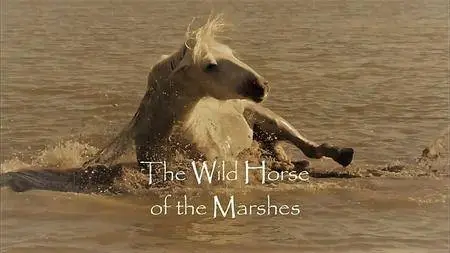 ZED - Wild Horses of the Marshes (2015)