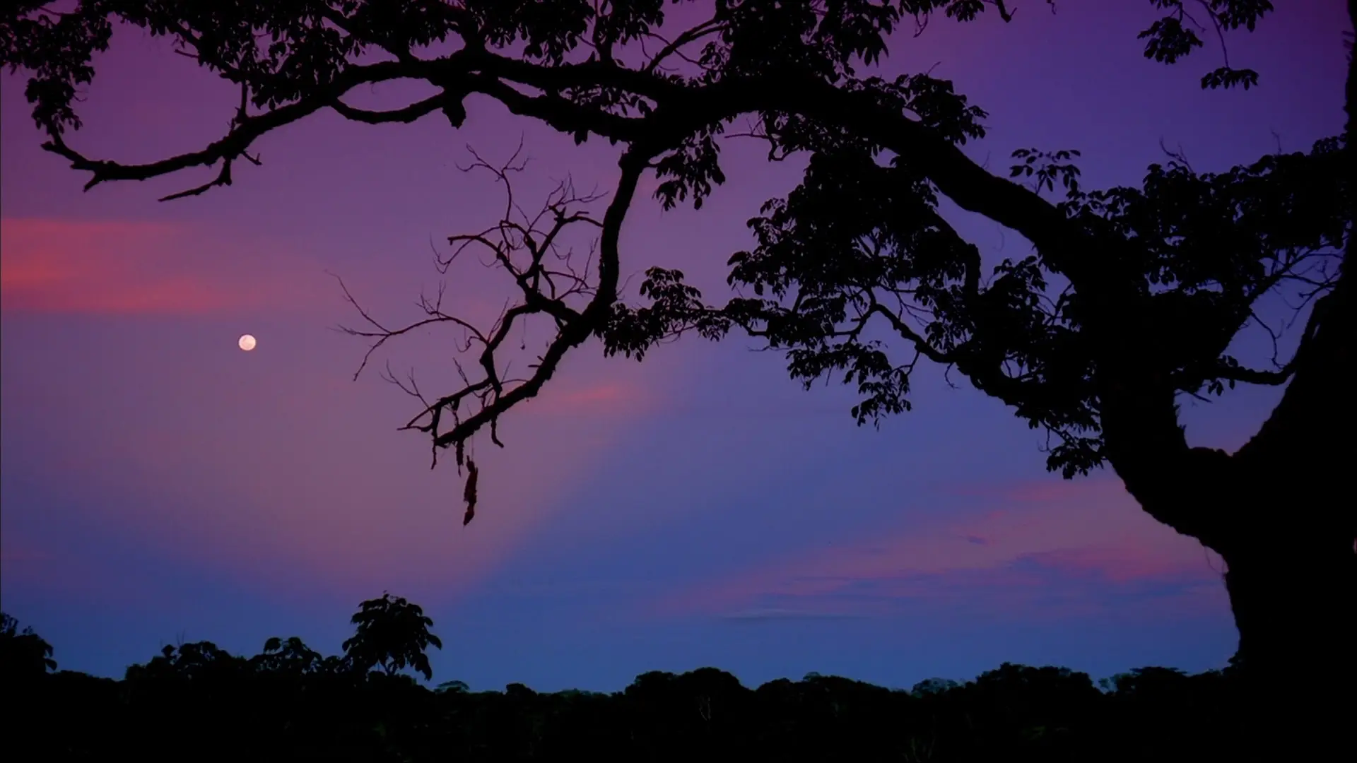 IMAX – Amazon 1080p