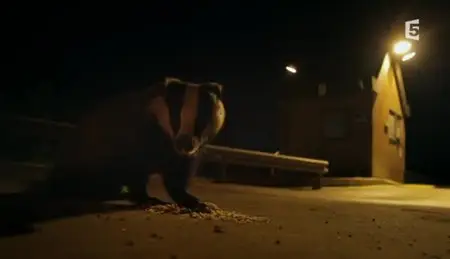 (Fr5) Londres sauvage (2012)