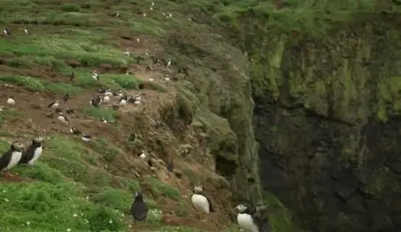 BBC Springwatch - Guide to Sea Birds (2012)