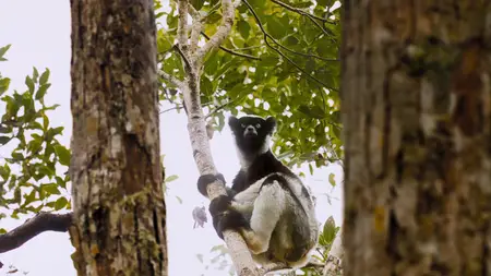 Island of Lemurs: Madagascar (2014)