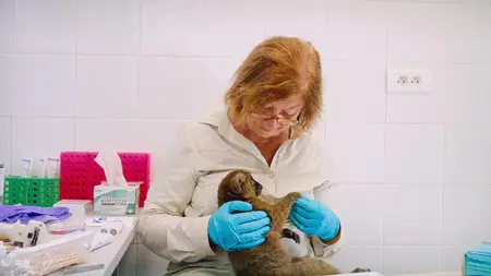 Island of Lemurs: Madagascar (2014)