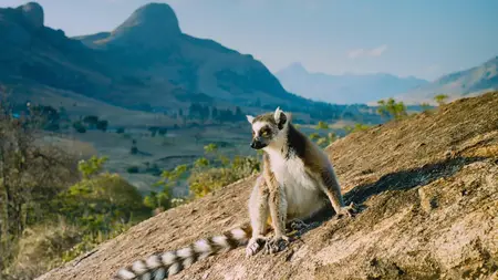 Island of Lemurs: Madagascar (2014)