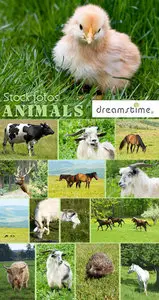Animals in nature